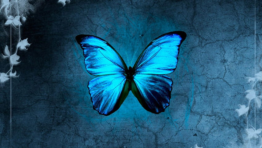 borboleta morfo azul : Diretório de Ciências Biológicas, Pequena Borboleta papel de parede HD