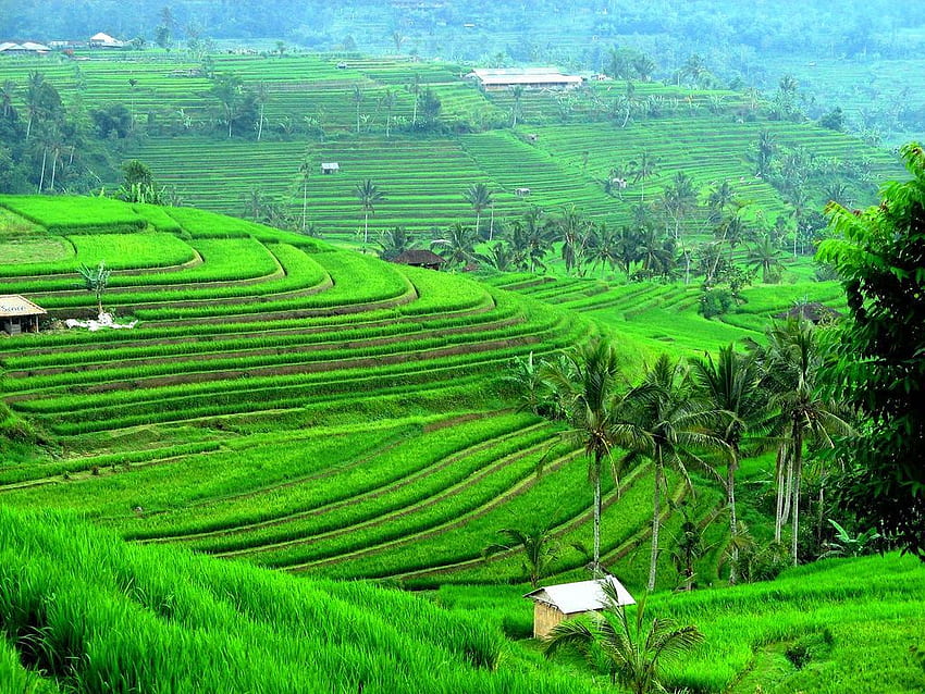 Bali Indonesia Natura . ons. natura, campi di riso Bali Indonesia Sfondo HD