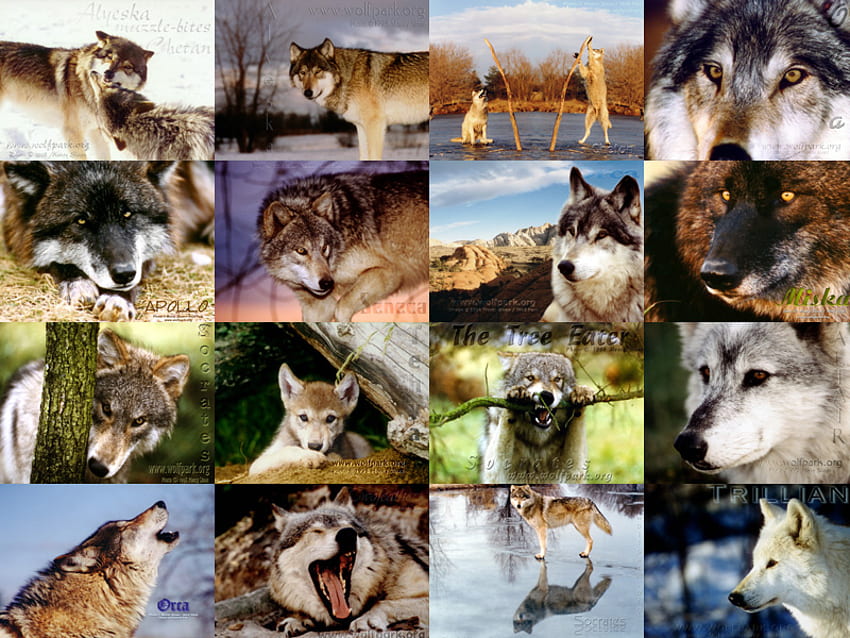 A Lot Of Wolves!!!!, animal raposa, lobo preto, cachorros, filhotes, uivando, raposa vermelha, lobo de madeira, animais, filhotes de lobo, coiote, eu amo lobos, lobos, lobo cinzento, vida selvagem, lobo vermelho, lagoas, veado, luta de lobos, natureza, cão selvagem papel de parede HD