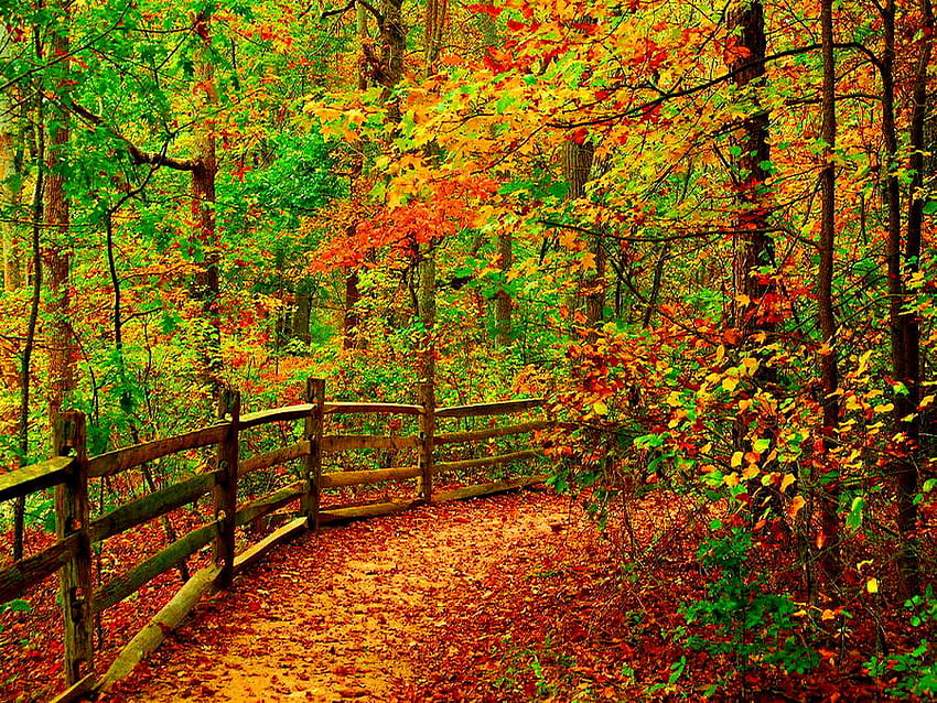 Есенна ограда, цветни, пътека, есен, цветове, листа, ограда, есенни цветове, дървета, есен, гора HD тапет