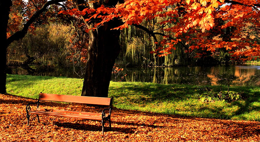 Natura, jesień, jezioro, połysk, światło, drewno, park, drzewo, trawnik, ławka Tapeta HD