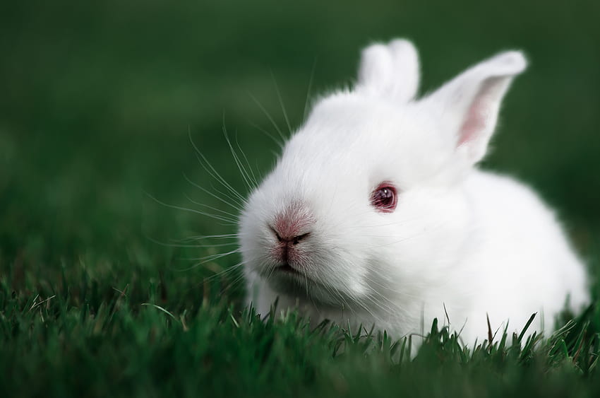 Animals, Grass, Muzzle, Rabbit HD wallpaper