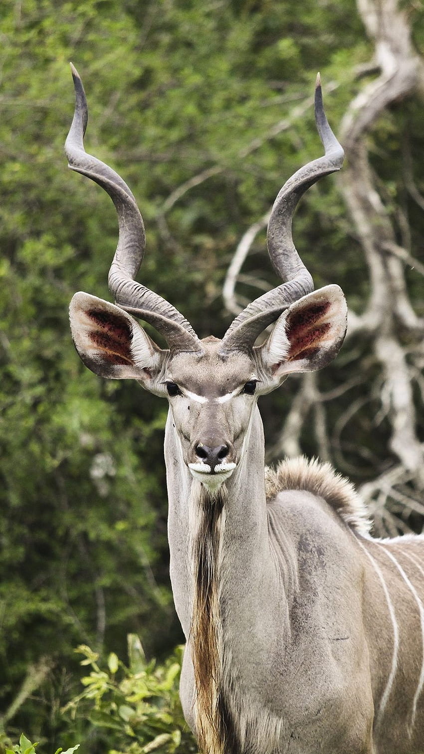 Kudu, Antelope, Horns Iphone 8 7 6s 6 HD phone wallpaper