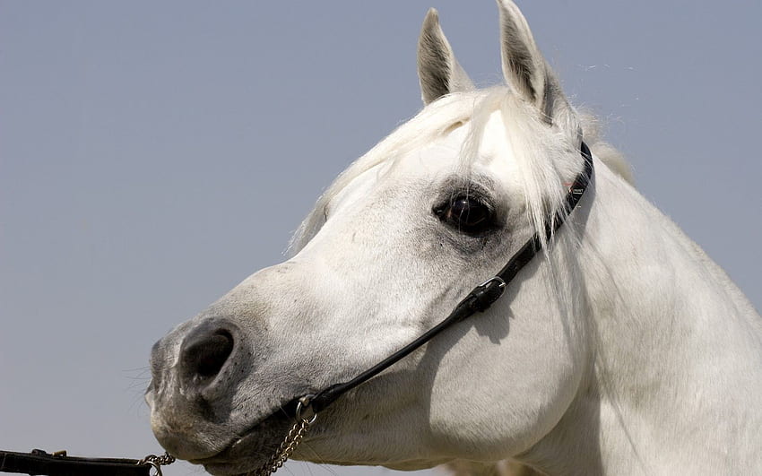 Portrait d'un cheval blanc. Animaux Fond d'écran HD