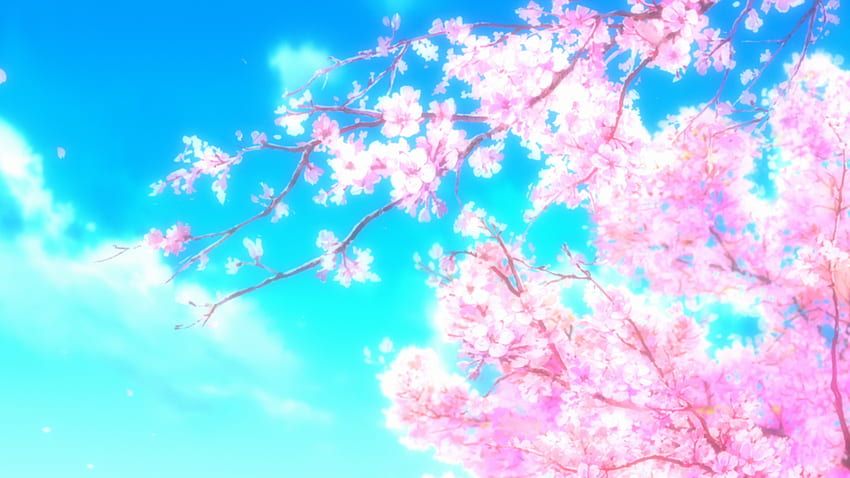 daha ayrık anime!. Anime kiraz çiçeği, Kiraz çiçeği , Anime arka plan, Cherry Blossoms Anime HD duvar kağıdı