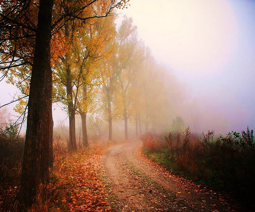 Misty morning walk, mist, morning, trees, autumn, orange, gold, walk HD wallpaper
