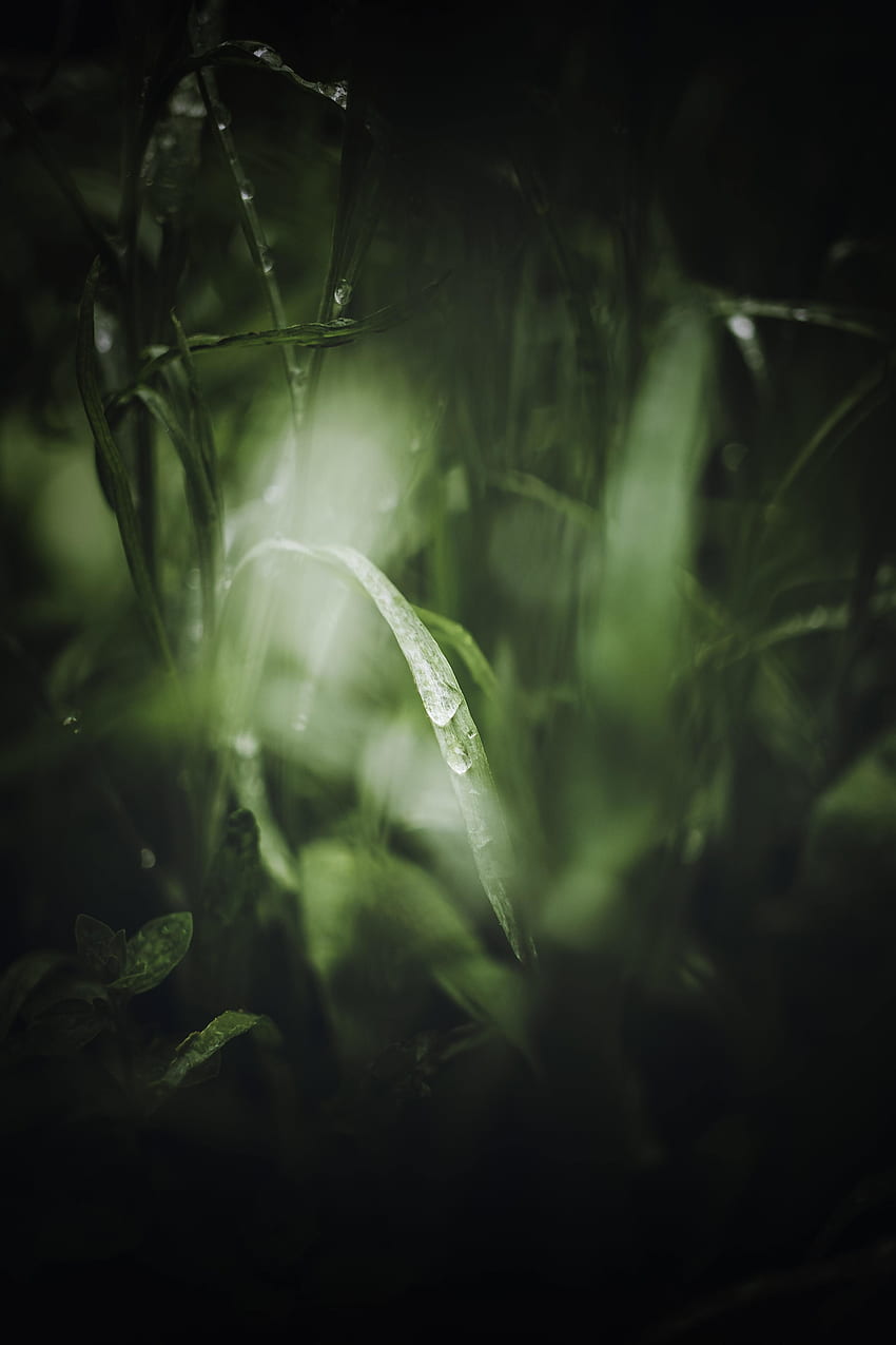 Grass, close up, blur, nature HD phone wallpaper
