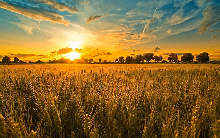Sunset And Wheat Field Beautiful Background HD wallpaper