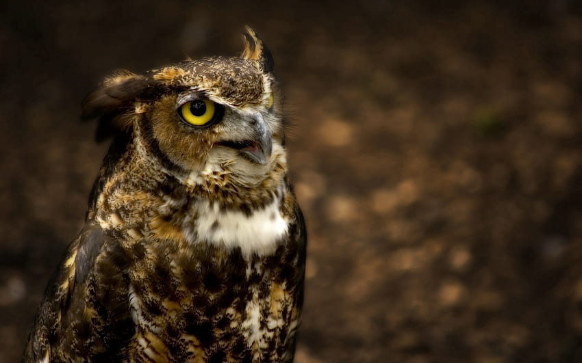 Animals, Owl, Glare, Eyes, Head, Hunt, Hunting HD wallpaper