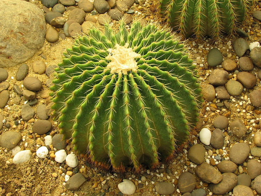 Cactus in Design of a Garden , . All For HD wallpaper