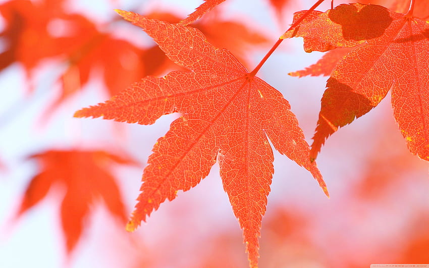 Orange Leaves Ultra Background for U TV : Tablet : Smartphone, Orange Leaf HD wallpaper