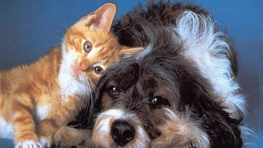 Dog and Kitten Together, kitten, orange cat, dogs, cats, cute animals, puppy, pets, nature, black and white dog HD wallpaper