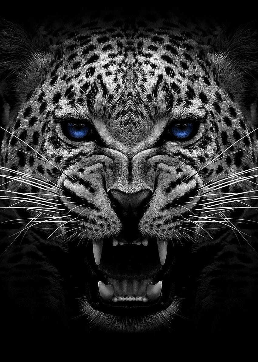 怒っているジャガーの顔のポスター 怒っているジャガーの顔のポスタージャガーの頭の黒と白のジャガーの白い青い目。 Black jaguar animal, Jaguar animal, Animal 見てみる HD電話の壁紙