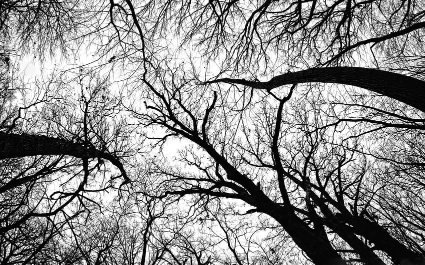 ancha en blanco y negro, árbol fresco en blanco y negro fondo de pantalla