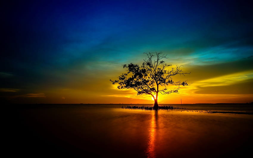 Ultra , Reflection, Lonely, Natural, Fresh Air, Nature, Tree Sunrise HD wallpaper