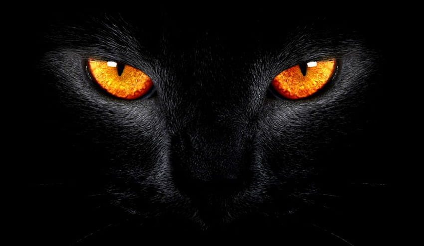 Schwarze Katzenaugen, dunkle Tiere HD-Hintergrundbild