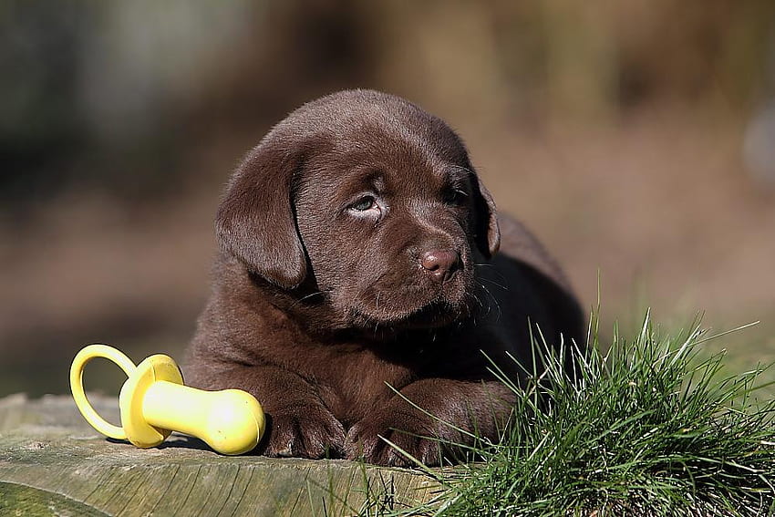 Lindo bebé labrador (Nico), animal, perro, cachorro, leal, chocolate, lindo fondo de pantalla