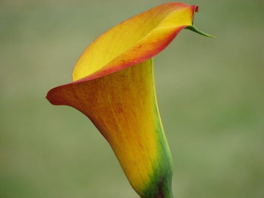 Kwiat, cudowny, przyciągający wzrok, radosny Tapeta HD