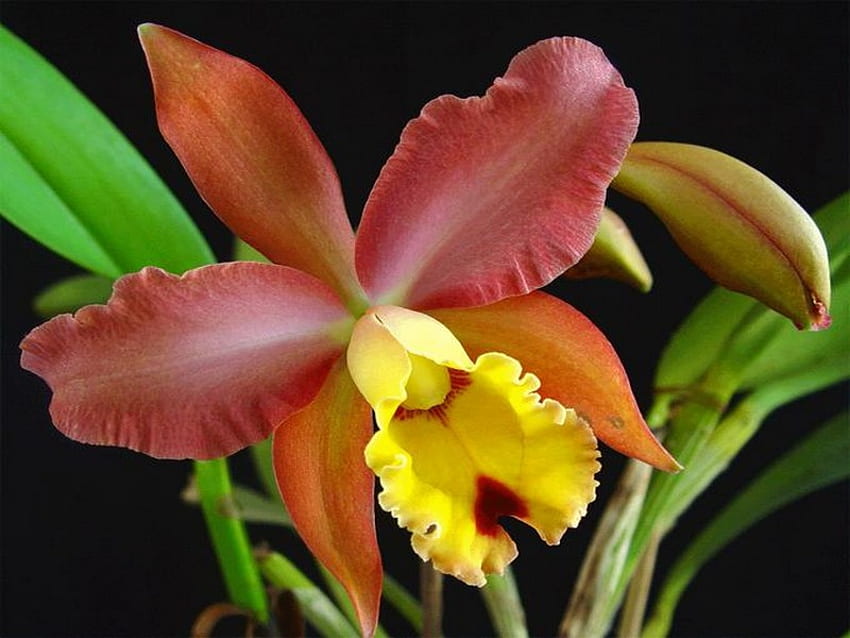 orchidea, tropicale, rossa, gialla Sfondo HD