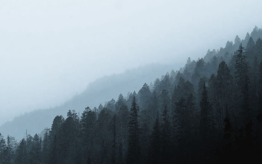 forest, fog, slope, pine, conifer 16:10 background, 1680X1050 Forest Fog HD wallpaper