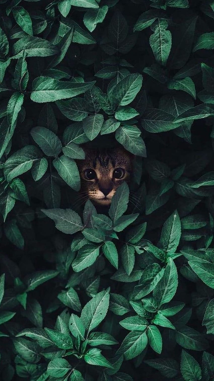 Green Aesthetic, Tree, Leaf, Cute Cat HD phone wallpaper