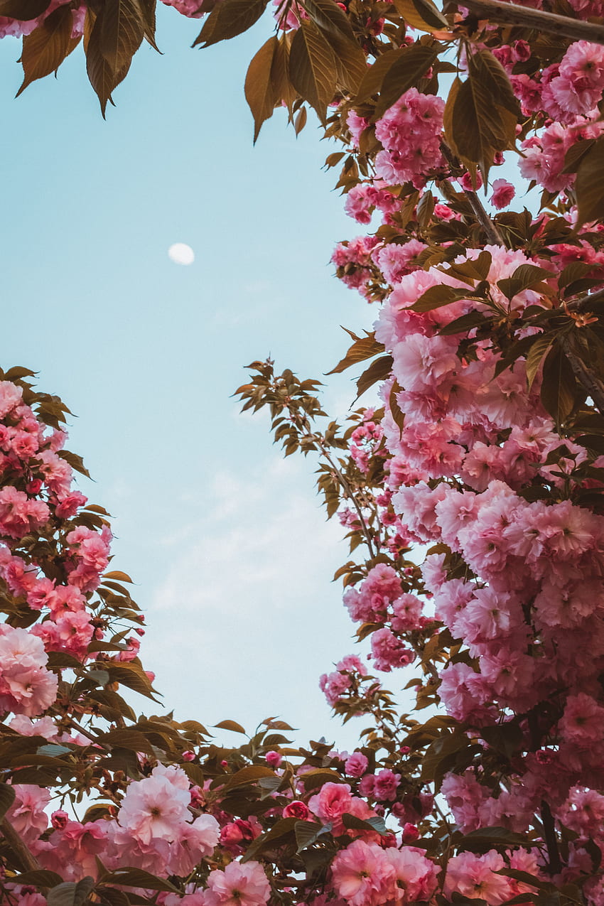 Пролет, цветя, небе, розово, луна, сакура, цъфтеж, цъфтеж HD тапет за телефон