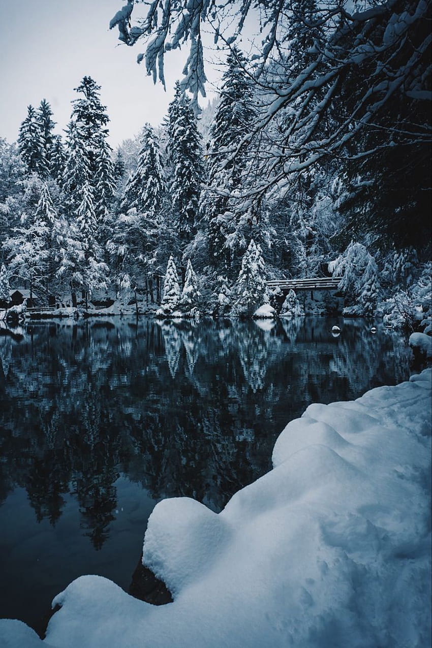 lake, snow, branches, winter, snowy HD phone wallpaper