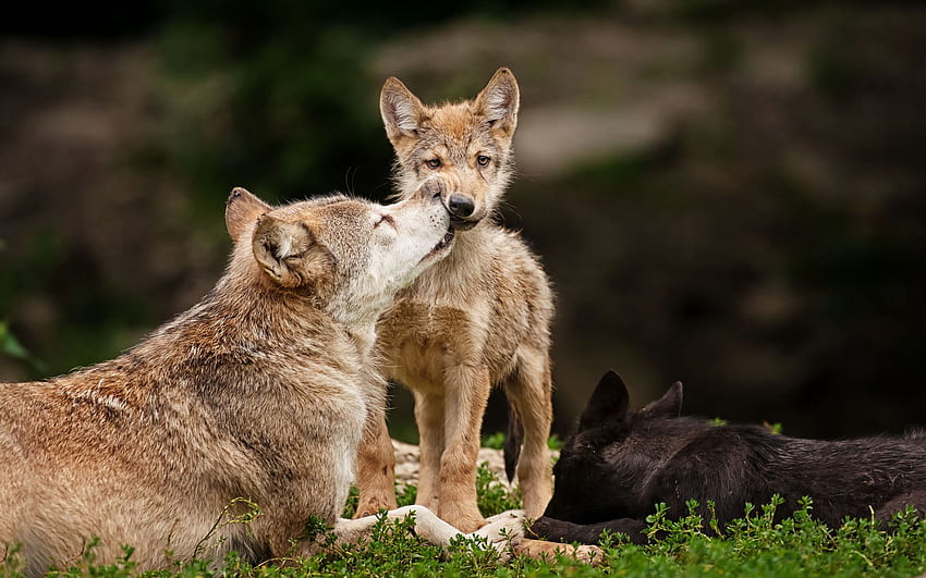 Cute wolf, Wolf Pup HD wallpaper