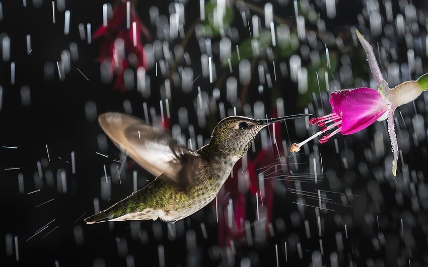Humming-bird in the rain, humming-bird, สีดำ, ฝน, นก, colibri, น่ารัก, pasare, ชมพู, ดอกไม้ วอลล์เปเปอร์ HD