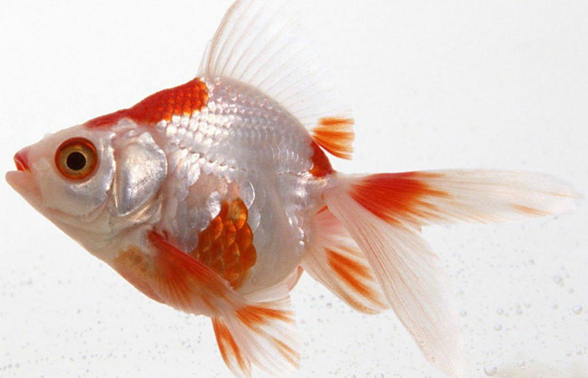 Fish, animal, white, orange, beauty HD wallpaper