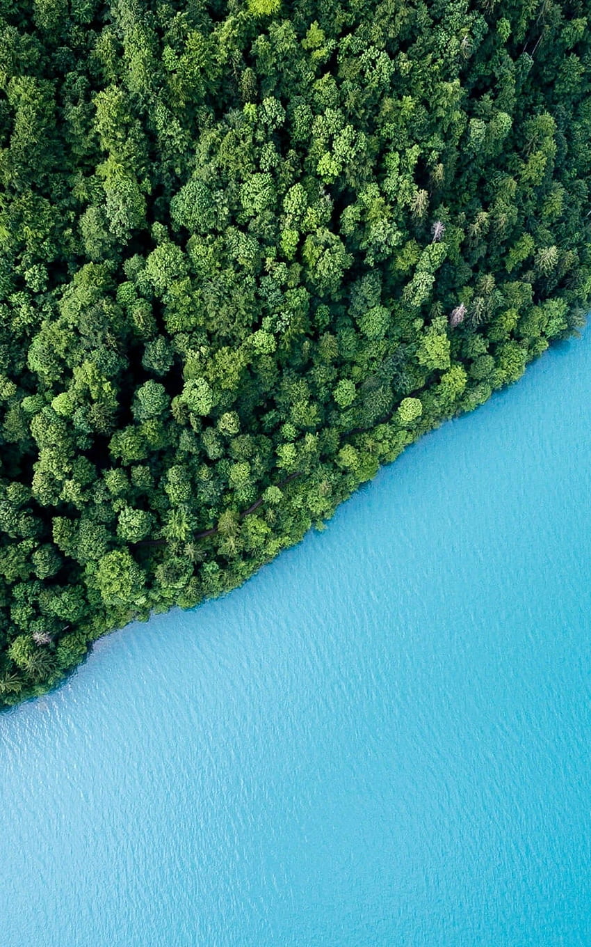 Blue Ocean, Forest, Top View for Google Nexus 10 HD phone wallpaper | Pxfuel