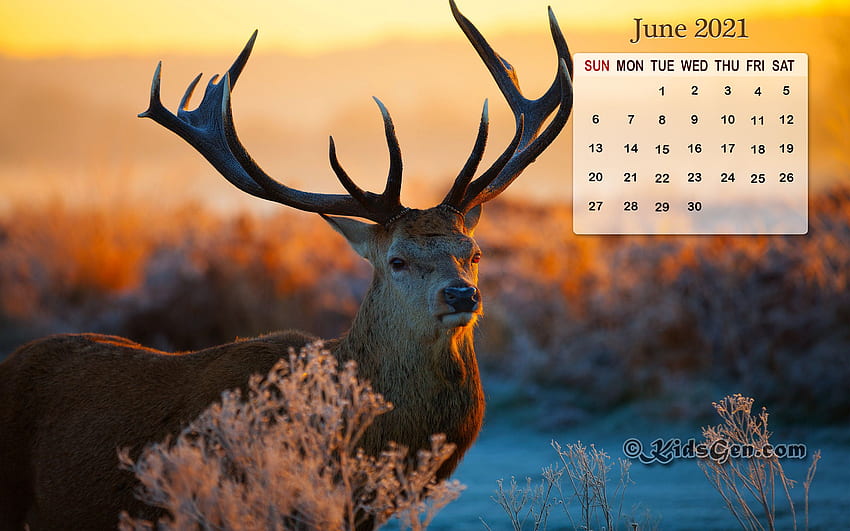 Month wise Calender 2021. Calendar, June 2021 Calendar HD wallpaper