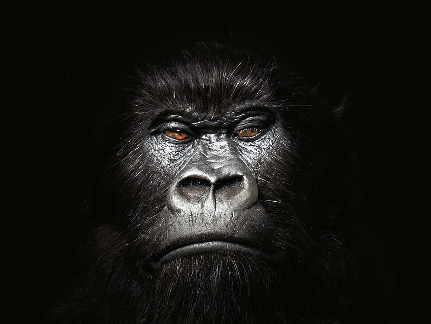 Gorilla , Gorilla Art HD wallpaper