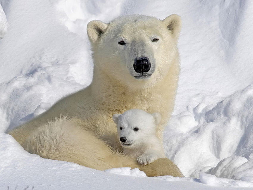 Niedźwiedź mama i małe dziecko utrzymują ciepło, zimno, niedźwiedzie, ciepło, lód Tapeta HD