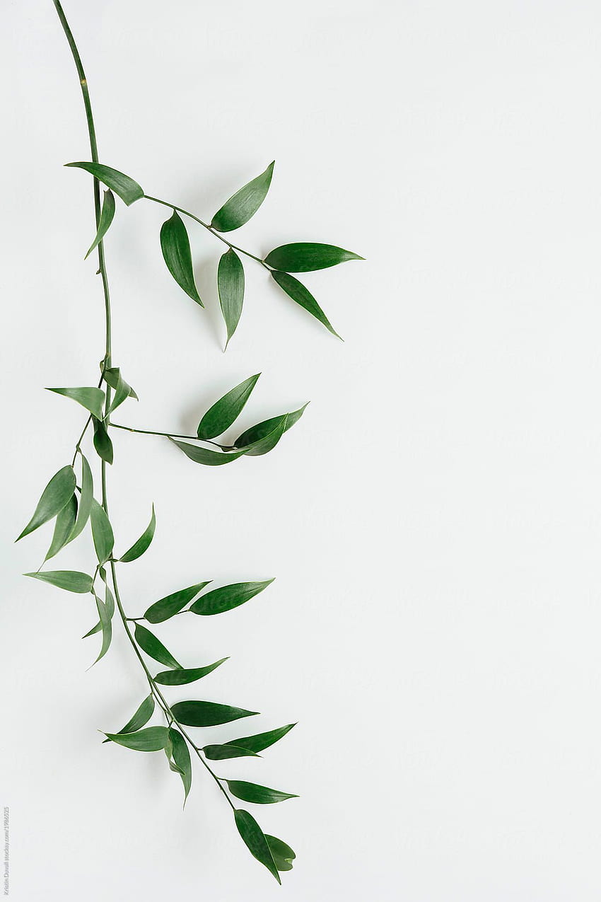 Feuilles De Ruscus Italiennes Sur Blanc. graphie de la feuille, fond de fleur, plante, esthétique des plantes Fond d'écran de téléphone HD