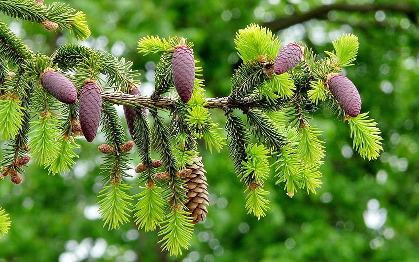 Nature, Cones, Macro, Spruce Branch HD wallpaper