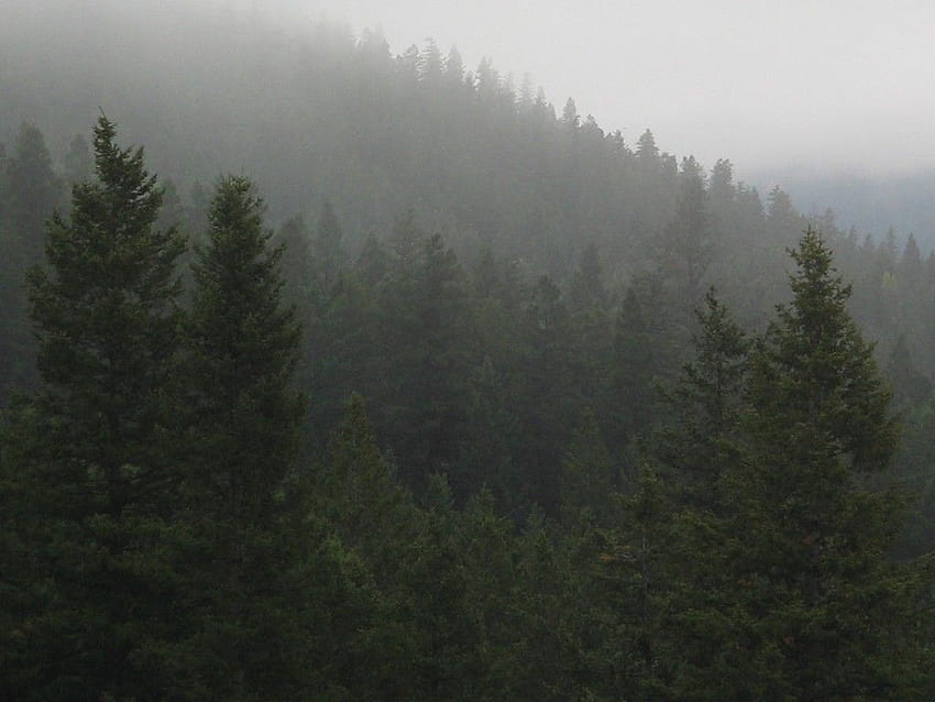 Foggy Forest Background Tumblr, Aesthetic Forest HD wallpaper