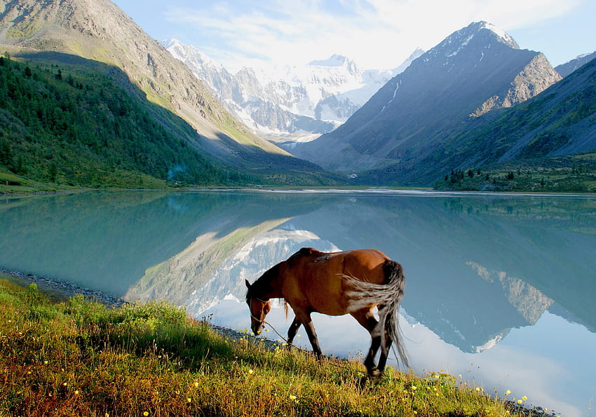 Zwierzęta, trawa, góry, jezioro, spacer, koń Tapeta HD