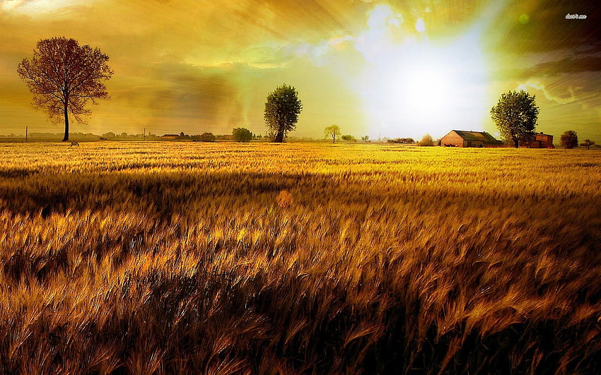 Wheat field - Fantasy HD wallpaper