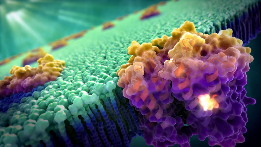 Cell Biology, Immunology HD wallpaper