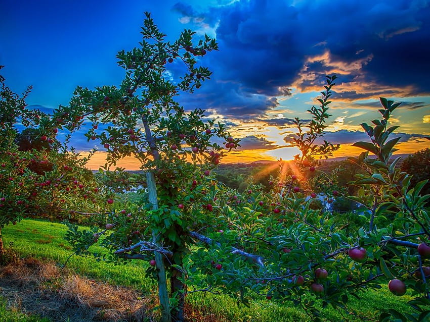 Sunset in apple orchard HD wallpaper