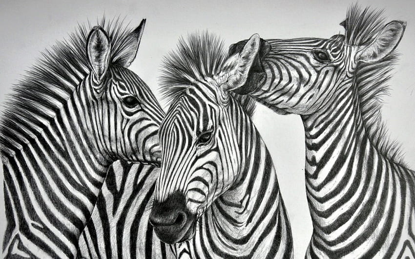 Zebras, animal, stripes, white, black, art, zebra, draw HD wallpaper