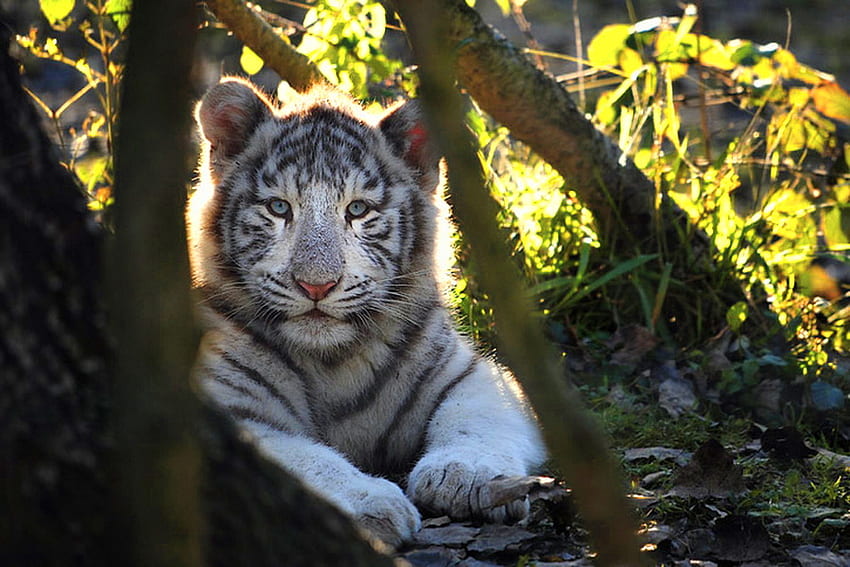 Handsome cub, stripes, white, black, leaves, tiger, trees, cat HD wallpaper