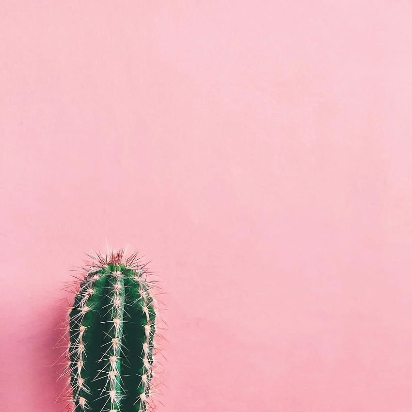 todo sobre la planta, Pink Cactus fondo de pantalla del teléfono