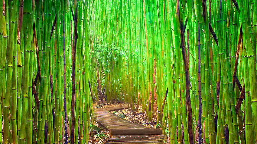 Bamboo In Rain Forest, Bamboo Garden HD wallpaper | Pxfuel