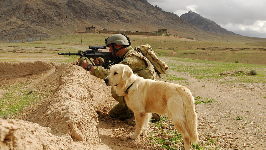 dog, sheepdog, war HD wallpaper