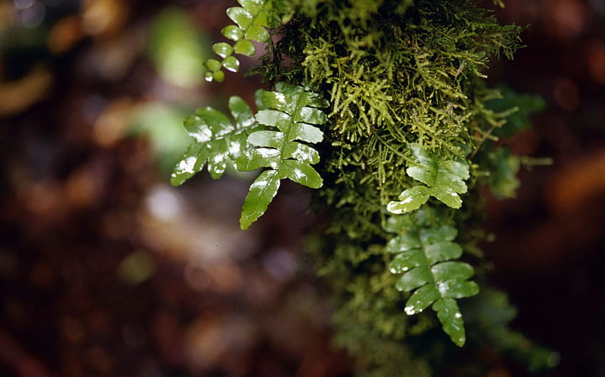 BEAUTIFUL AND TRANQUIL, natural, plants, moss, relax, close up, leaves, nature, greens, lovely, forest, macro HD wallpaper