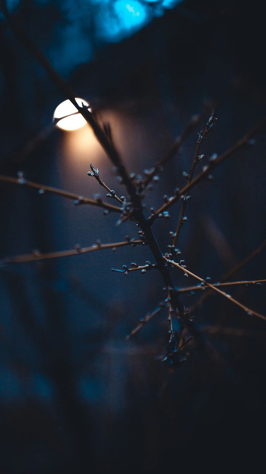 Branches. background, Nature , Rain, Dark Spring HD phone wallpaper
