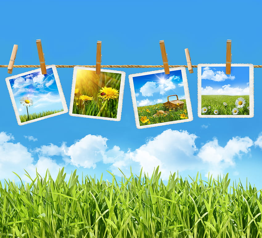 graficznie, piękny, trawa, ładny, stokrotki, cichy, chłodny, chmury, natura, kwiaty, przyjemny, niebo, piknik Tapeta HD