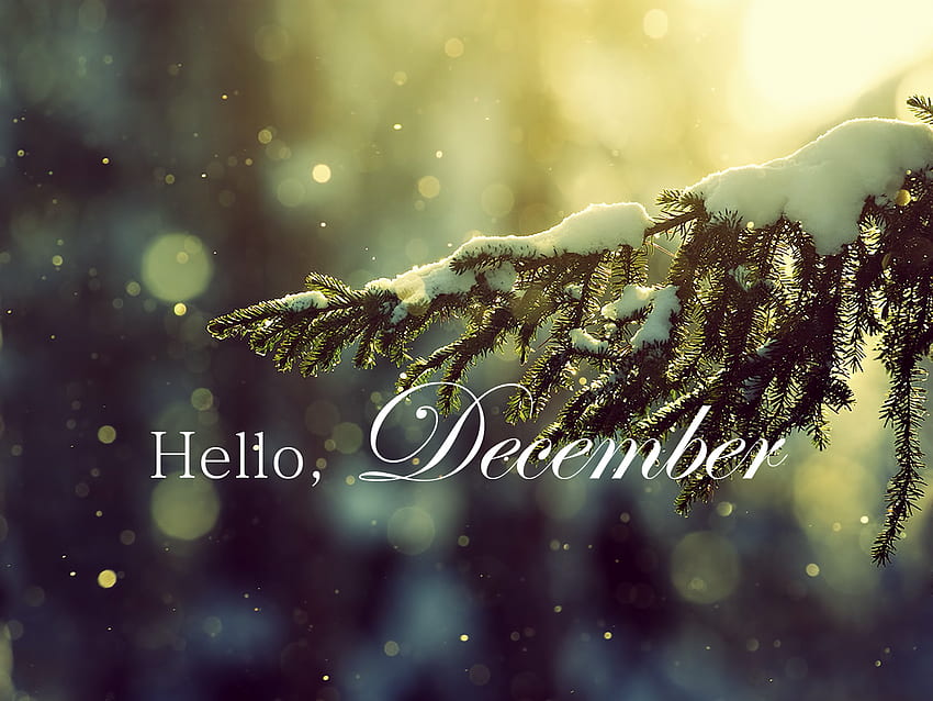 Christmas trees branches cold depth of field nature snow, Hello December HD wallpaper